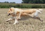 CHIEN FINNOIS DE LAPONIE 712
